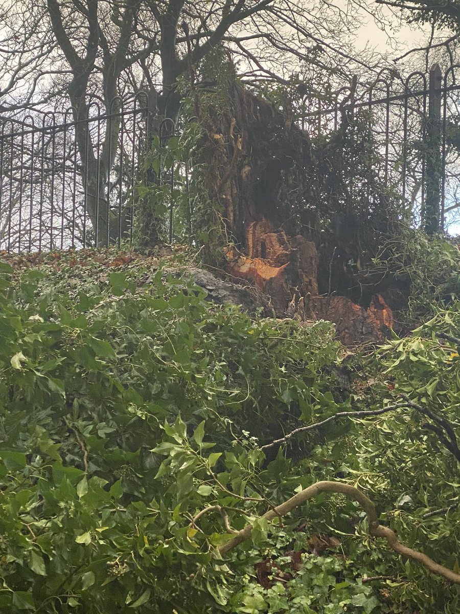 StationEdge's tweet photo. @ISS__UK @northernassist @CommunityRail  @C2MCRP Timber! Another tree down following the lashing storms in Alderley Edge. Thanks to the Veg team for speedy resolution.#StormBarra #alderleyedge https://t.co/ja305naVII