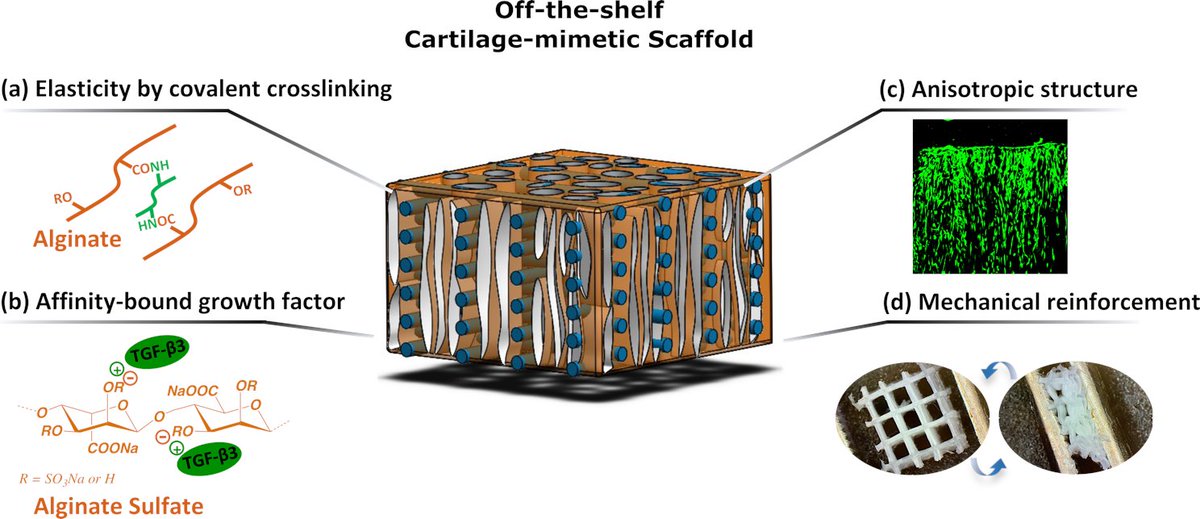 New lab paper led by <a href="/aaron_783520129/">王彬</a> just out in <a href="/Biofabrication/">BF</a> 

‘Additive manufacturing of cartilage-mimetic scaffolds as off-the-shelf implants for joint regeneration’

doi.org/10.1088/1758-5…

This is the latest paper from our <a href="/ERC_Research/">European Research Council (ERC)</a> funded project ‘JointPrinting’