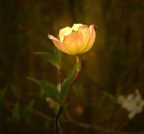 joycebudenberg's tweet photo. a yellow flower
singing a song
for no one~

Thomas Merton 

📷 maidinsun https://t.co/VpelT2enn2