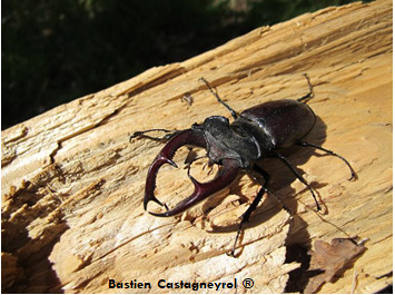 🐞Déclin des #insectes 
1⃣ phénomène multicausal et massif notamment dû à l'agriculture intensive
2⃣ au-delà d'un point de rupture, il entraînera des effets en cascades irréversibles pour l'humanité

📄Lire la note de <a href="/JacquemetAnnick/">Jacquemet Annick</a>
👉bit.ly/31R3RsY
#biodiversité