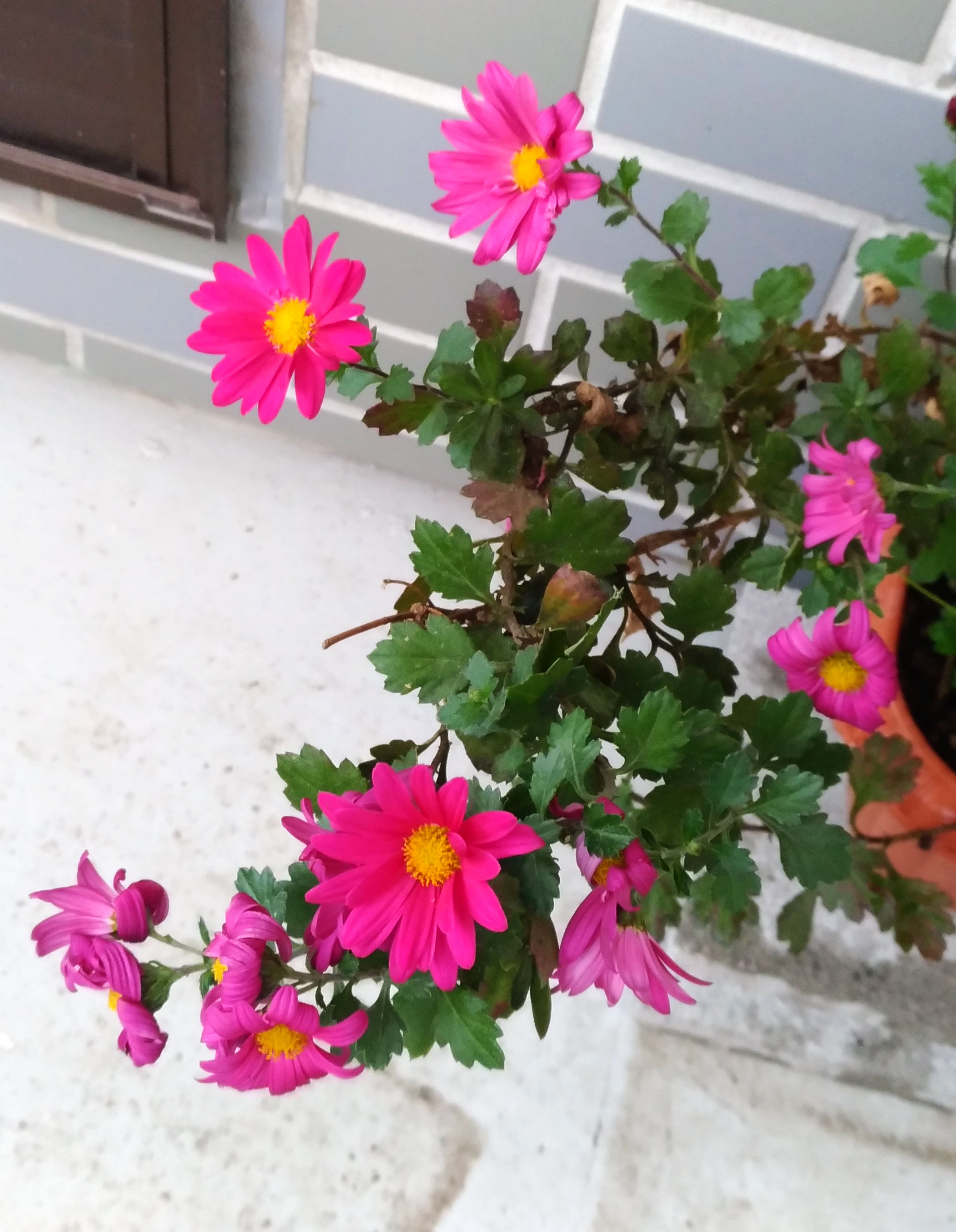 こころんグリーン わが家のキクが咲いています 紅紫色の小さな花が幾つも開いています この寒い時期に元気に咲いています キク 紅紫色の花 小さな花 冬の花 冬 園芸品種 挿し芽 園芸 ガーデニング 熊本市南区 熊本 T Co Nr6nxwrau9