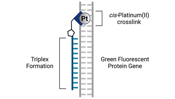 angew_chem's tweet photo. #ClickChemistry Approach to Targeted DNA Crosslinking w cis-Platinum(II)-Modified Triplex-Forming Oligonucleotides (Kellett) @andrew_kellett @ZMolphy @B_McGorman @JHennessy26 @Prof_Tom_Brown @DCUChemistry @OxfordChemistry @DCUResearchNano @ATDBio @nicb_dcu https://t.co/fGUBx3Dejn https://t.co/jhb02GuIF5