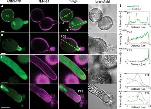 JXBot's tweet photo. #Arabidopsis annexin 5 is involved in maintenance of pollen membrane integrity and permeability https://t.co/dkCAU2ZyKZ by Małgorzata Lichocka, Magdalena Krzymowska, Magdalena Górecka & Jacek Hennig
#Annexin #pollengrain #pollentube https://t.co/hCCi3oh3ZZ