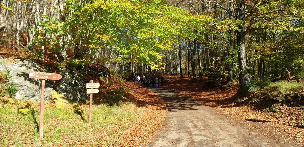 In un tramonto di verde 
vergine come la solitudine 
in un bacio di cielo.
Sono i tuoi boschi. 
da Salve Lucania - Felice Scardaccione

Sentiero dei cerri - Viggianello

#ambientebasilicata #icoloridellestagioni #future #people #poetry #heritage #wellness