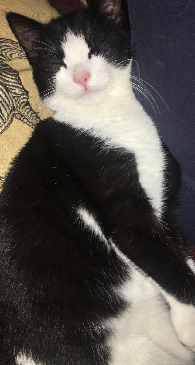 TillyFlop1's tweet image. Our beautiful boy has been missing from Henley Street, Lincoln LN5 since 10th October 2021.