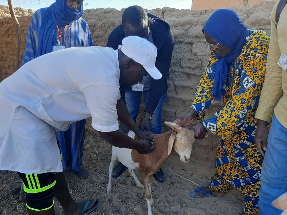 CICR_Mali's tweet photo. Vaches🐄
Moutons🐑
Chèvres 🐐
Chameaux 🐫

La campagne de vaccination 2022 du bétail a bien débuté dans plusieurs régions du centre et du nord.
Plus de 4'000'000 têtes sont concernées par cette campagne qui va s'étaler jusqu'au mois de mai 2022.
#Mali #Sahel https://t.co/57sqyjE7Iv