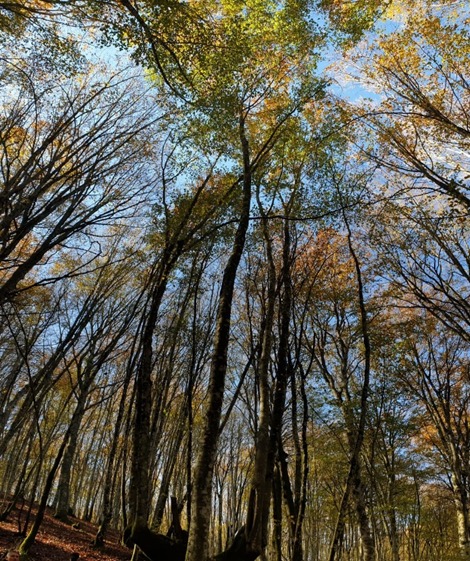 Sono popolose di boschi 
o schiene nude di giumente  
le montagne ove sono nato.
da La piazza degli uomini - Michele Parrella
Sentiero dei cerri - Viggianello
#ambientebasilicata #icoloridellestagioni #future #people #poetry #heritage #wellness