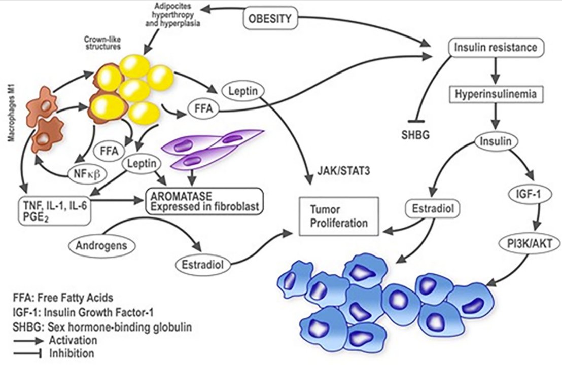 🏅 #4: Obesity and #BreastCancer: A Paradoxical and Controversial Relationship Influenced by Menopausal Status 👨‍⚕️👩‍⚕️: Laura García-Estévez (@Lauragestevez), @JavierCortesMD et al. Read here 👉 bit.ly/33fDSMt @isagalls @MDAnderson_ES @CIBERONC @VHIO @UAM_Medicina #bcsm