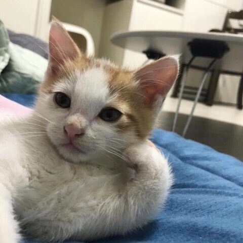ysl_zv's tweet photo. #meownow.... https://t.co/ihhFWQlI9A