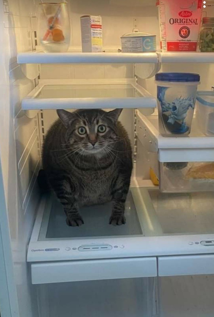 Animals that sell you stuff tweet media