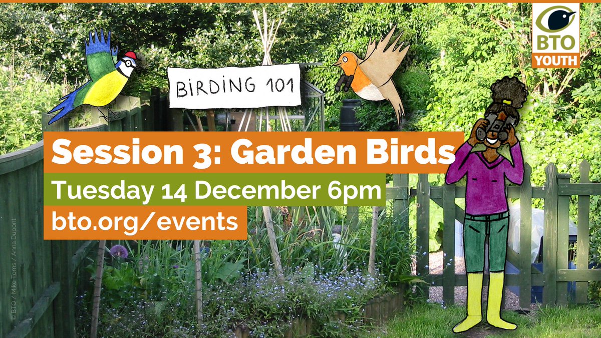 📢Birding 101 is our online training course designed by young people for young people. If you're aged 25 or under and want to learn more about the birds in your garden, why not come along on Tuesday evening? It's all online and free to join. More info 👉 bto.org/youth-birding-…