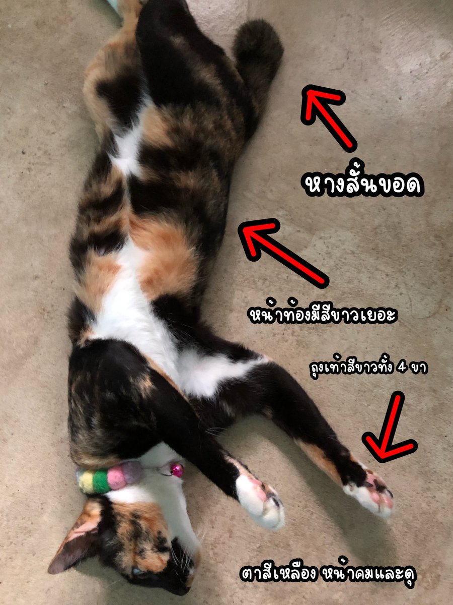𝒇✿𝒆𝒏𝒈𝒇✿𝒉 tweet media