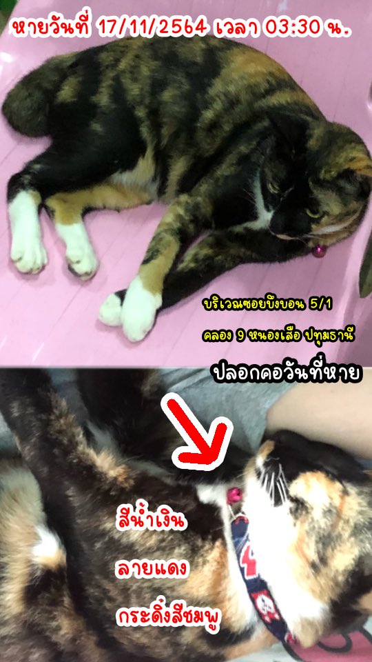 𝒇✿𝒆𝒏𝒈𝒇✿𝒉 tweet media