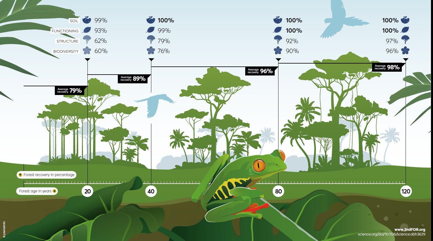 Infographic, showing the recovery of tropical forests over time. The forests regrow naturally on abandoned agricultural lands. Four groups of forest characteristics are shown, related to soil (symbolized by the soil pictogram), ecosystem functioning (symbolized by the leaf), forest structure (symbolized by the tree) and tree biodiversity (symbolized by the flower). Average percentage of recovery (compared to old-growth forests) after 20, 40, 80, and 120 years is shown for each forest attribute (as a percentage after each pictogram) and for the 4 groups of attributes combined (as the horizontal lines). The study was based on 77 landscapes and >2200 forest plots distributed over tropical Middle and South America  and West Africa. Credit: Pixels&ink. For more information see https://tinyurl.com/47srdkwx 
