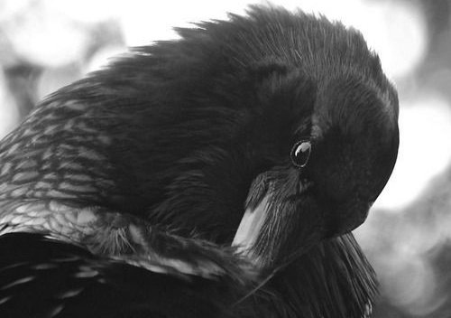 птица прячет голову под крыло. ворона. птица прячет голову под крыло. птенцы под крылом. ворона прячет клюв под крыло.