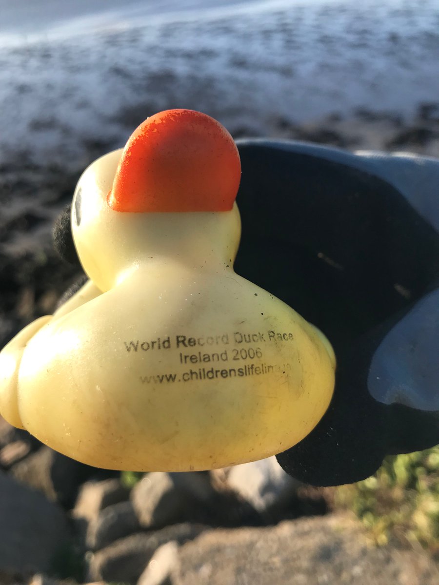 15 years later this duck finally made it to land ! Washed up on #dollymountbeach from #stormbarra . 2006 World Duck Race !