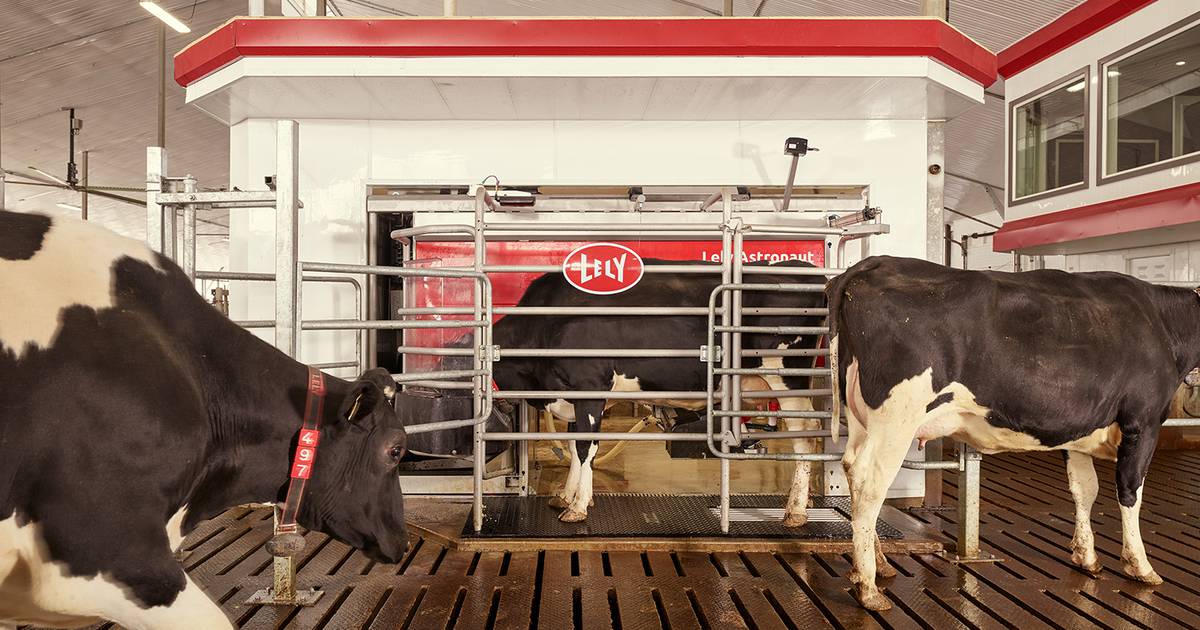 LelyAtlantic's tweet image. From cleaning and treating udders, milk quality controls, milk transport, cooling and the robot cleaning system: every aspect of the Lely Astronaut is designed to guarantee good-quality milk. 

lely.com/gb/explore-lel… 

#lelyastronaut #milkingrobot #roboticmilking #teamdairy