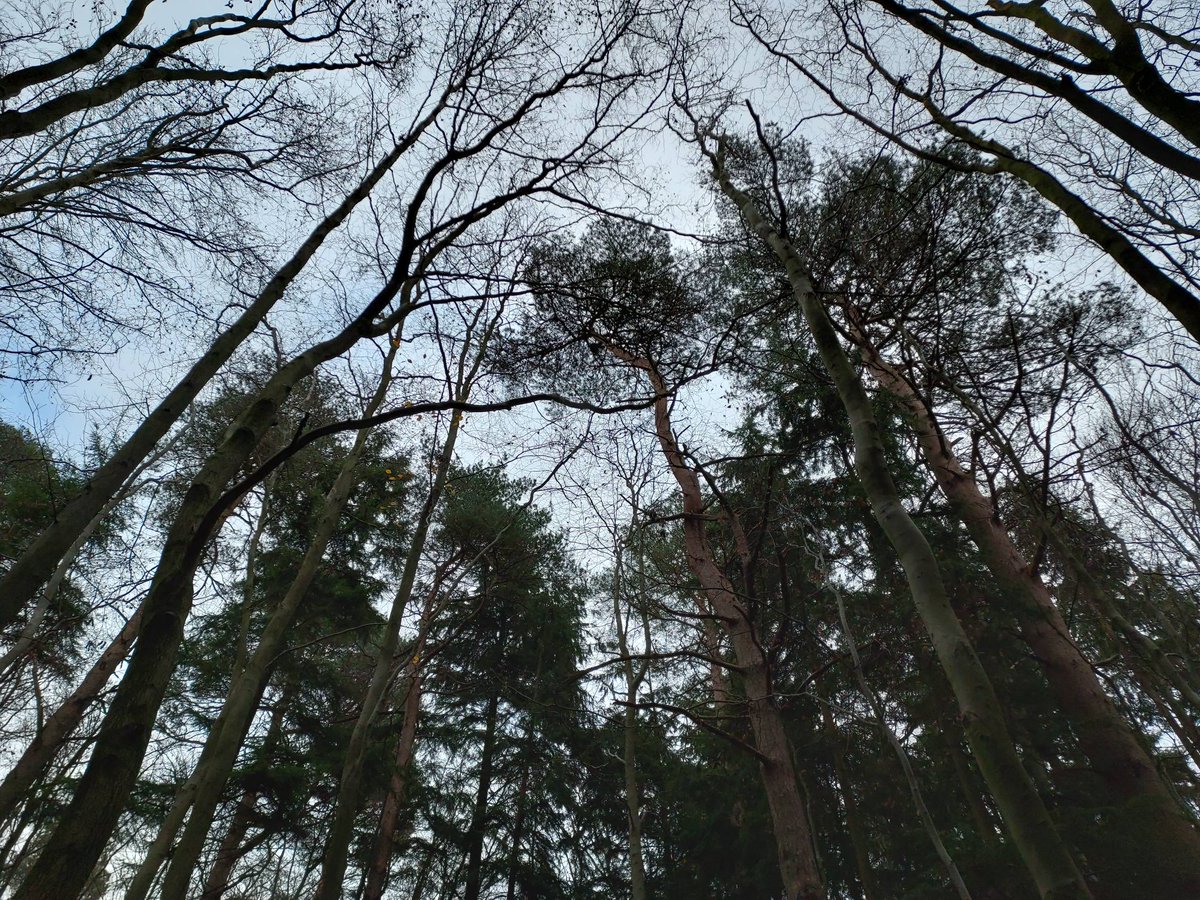 Time out in the woods helps us to reground ourselves, connect with the natural world and gives us the opportunity to understand ourselves a little more deeply.

Why not take an hour out of your day and head to your local wild space.