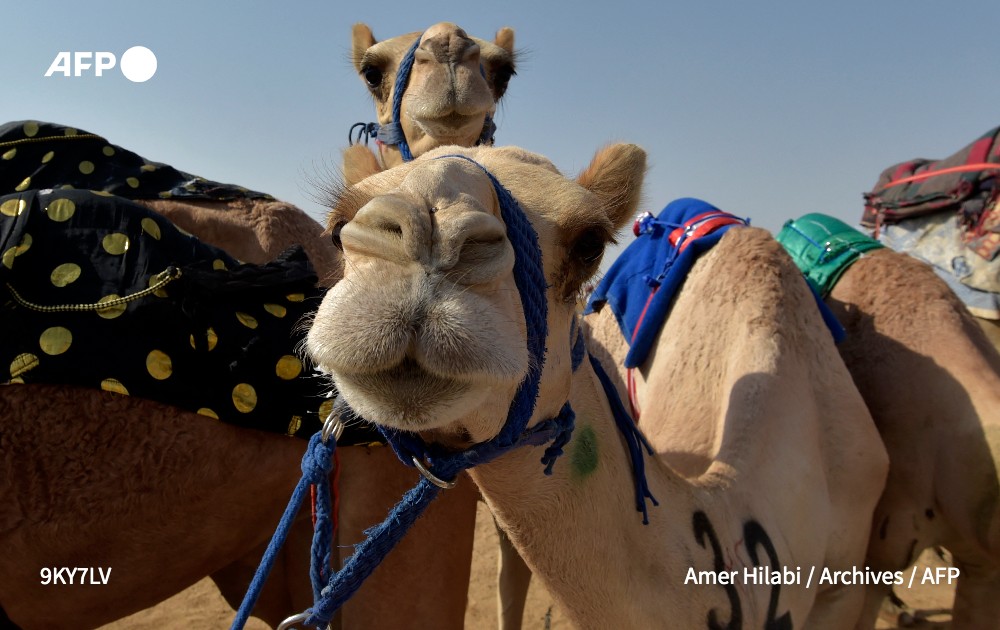afpfr's tweet photo. Un concours de beauté pour chameaux en Arabie saoudite a été touché cette semaine par un scandale avec la disqualification de dizaines de camélidés ayant notamment subi des injections de botox #AFP https://t.co/NQDjpiVSoT