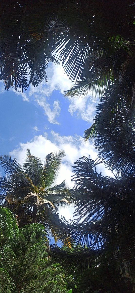 _yashashwinii's tweet photo. Moon and stars are overrated, can we sit and watch the clouds? 😩🤧
#Bengaluru #skies https://t.co/3CHRt3XoIM