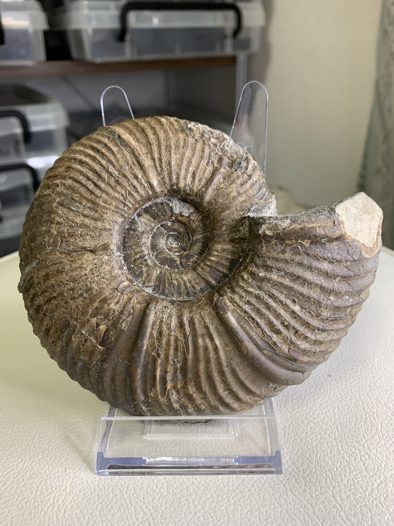 アンモナイト 化石 大型 約1.2kg 13.7cm www.poltekkes-bsi.ac.id