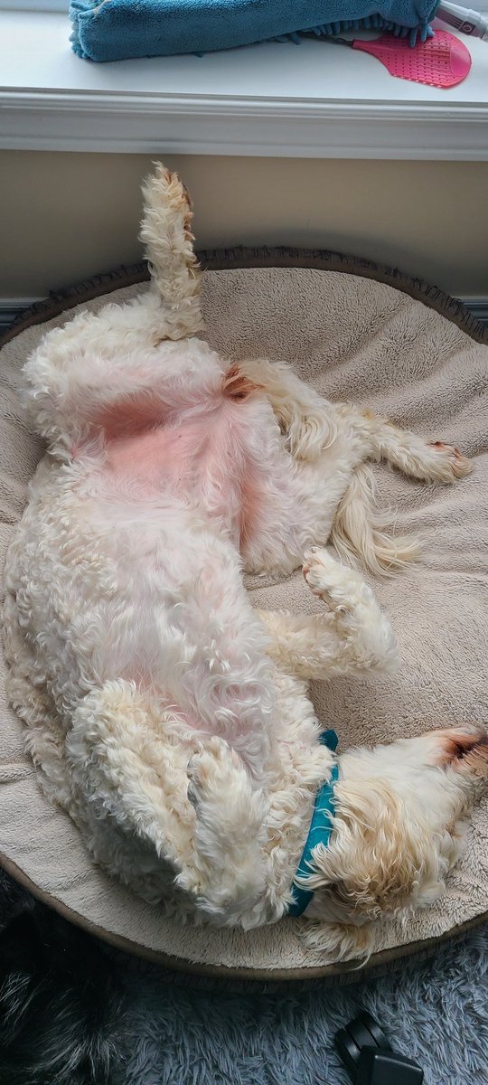 Bex_J's tweet photo. @BadBoyHalo My pup sleeps the way too! https://t.co/HGEkYuPrIG