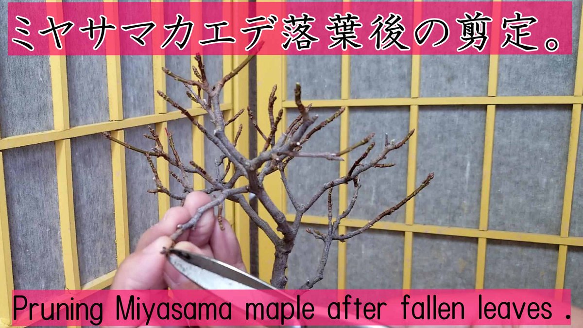 bsanbonsai's tweet photo. 『ミヤサマカエデ落葉後の剪定 Pruning Miyasama maple after fallen leaves.』
ミヤサマカエデを剪定しました。
https://t.co/WI7F92P3UX https://t.co/eS8bKdnBXk