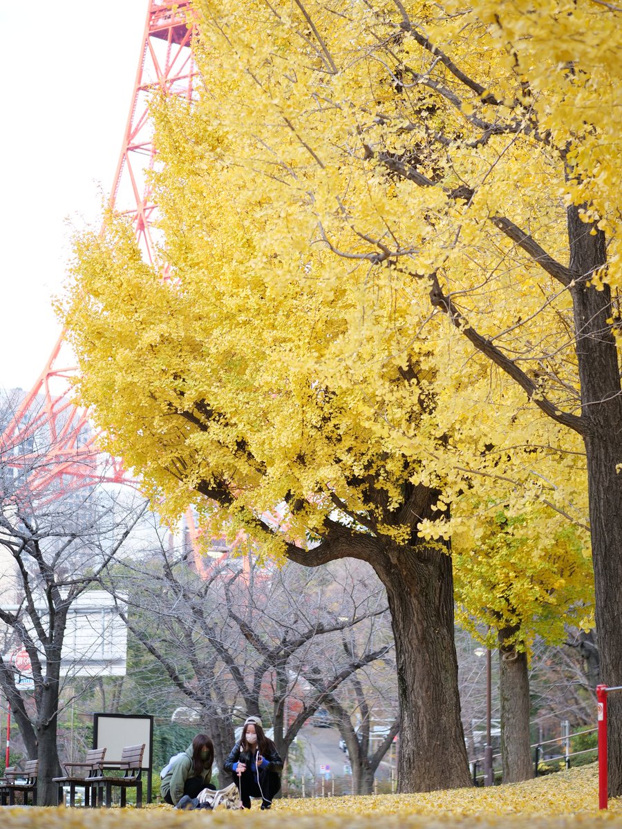 Soichi_306's tweet photo. #TokyoTower 
#AutumnFalls https://t.co/M9aSfZ02Lz