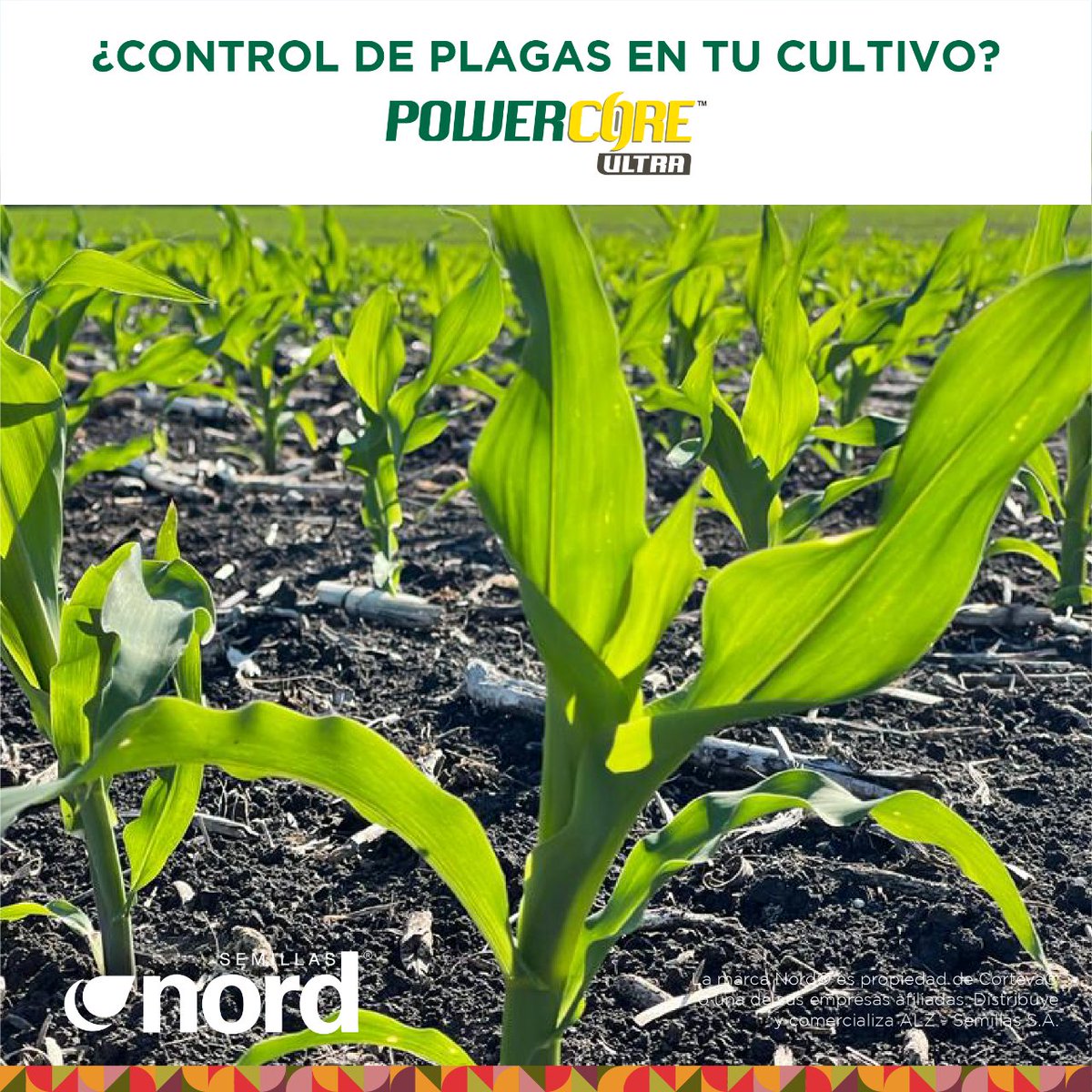 ALZ_Agro's tweet photo. #PowerCoreUltra es tu mejor aliado para el control de las plagas en tu cultivo de Maíz:
🐛 Gusano Cogollero
🐛 Isoca de Espiga
🐛 Barrenador del Tallo.
👉🏻 Disponible en los híbridos, Acrux, Borax, Acis y Zefir.
¡Mejora tus rendimientos con la mejor tecnología! 💪🏻 https://t.co/LZ07JBsibI