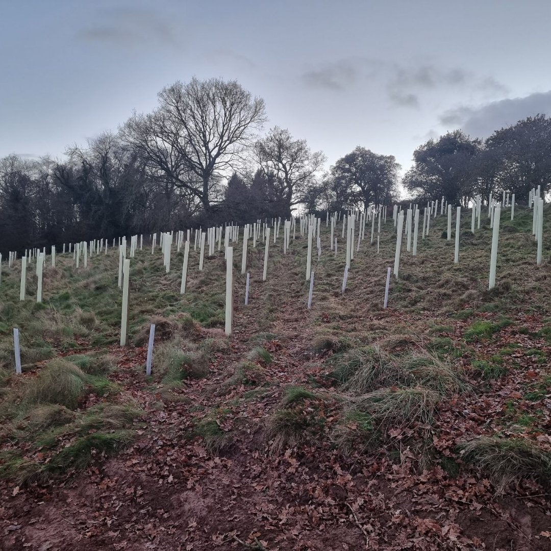TomorrowsForest's tweet photo. At Tomorrow's Forests, we never forget our roots π
Founder & MD Nick recently got stuck in with one of our projects, helping install 1K new trees in the Forest of Dean, funded by @WoodlandTrust π³
Thanks to quality checker Jay-Lee who helped Nick out π
#treeplanters #treepun https://t.co/v5I2LjO7oS