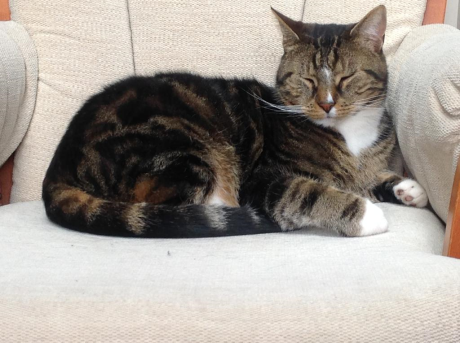 DE_HERENIGING's tweet photo. ๐ด VERMIST: KAT MONCHOU (chip; wit bandje/belletjes)
ex-kater, cypers gemarmerd/wit
#WELLERLOOI #LI Vinkenkamp
#DHver 15/9/21 https://t.co/JFnP6SuFdY https://t.co/iletgZgdBU