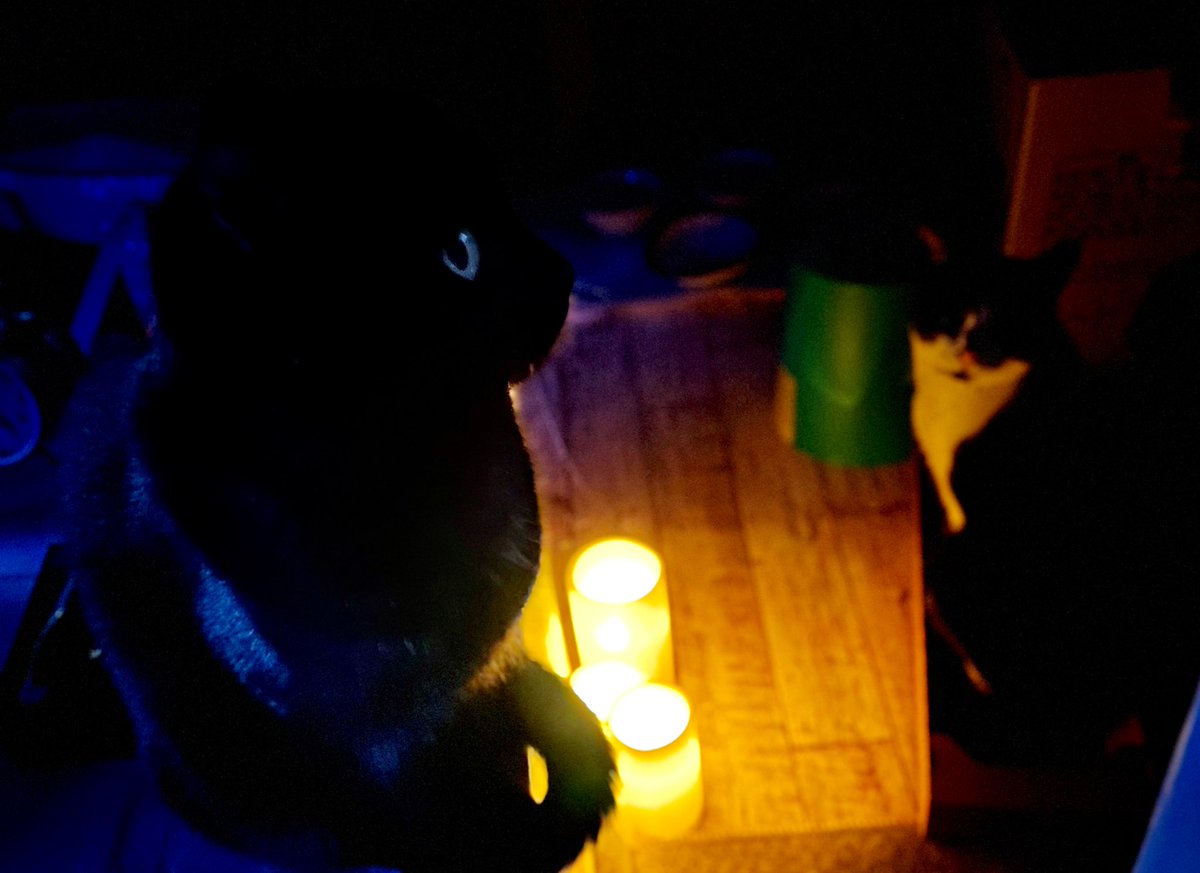 yuko3110's tweet photo. みんな〜
IKEAのLEDキャンドル🕯が
良すぎるので
ぜひ買ってください
ずっと見てられます
(朝になります)
#IKEA
#godafton
#ledキャンドル
#ホワイトインテリア
#猫との生活
#黒猫
#床DIY https://t.co/OFZ44ly66i