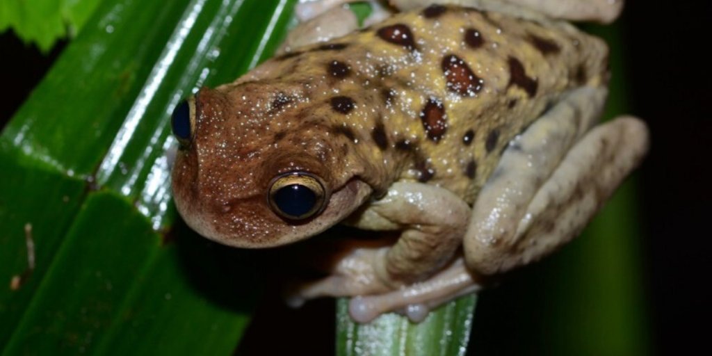 exploreindigo's tweet photo. Our expeditions are designed for wildlife enthusiasts who wish to explore the less travelled road. #indigoexpeditions #indigoherpers #connectwithnature #guatemala #cloudforestconservation Find out more -> Indigo Expeditions https://t.co/ohgipCpJyU https://t.co/Cm6lxOMpy3