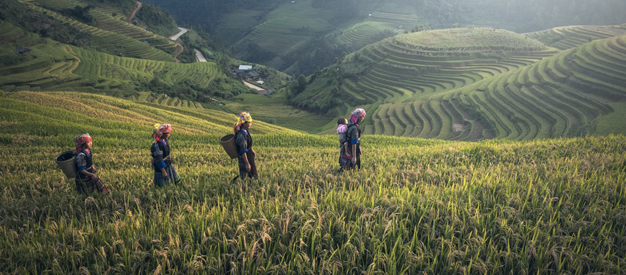 🆕 Parametric insurance can help protect farmers from the consequences of 🌦️ #ClimateChange, and also 📈 drive economic growth and 💡 innovation in our food systems, writes Supriya Nigudkar of <a href="/Agvesto/">Agvesto</a> on the Farming First blog.

Read about it here 👇
bit.ly/3DDpjyB
