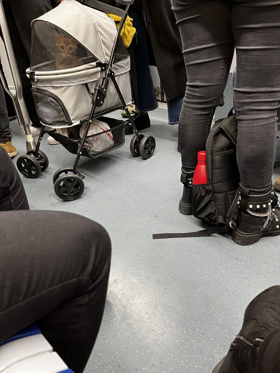 zapateromero's tweet photo. mireu el que m’he trobat al metro 😭 es que no puc 🥺 https://t.co/GfTFg8B6Te