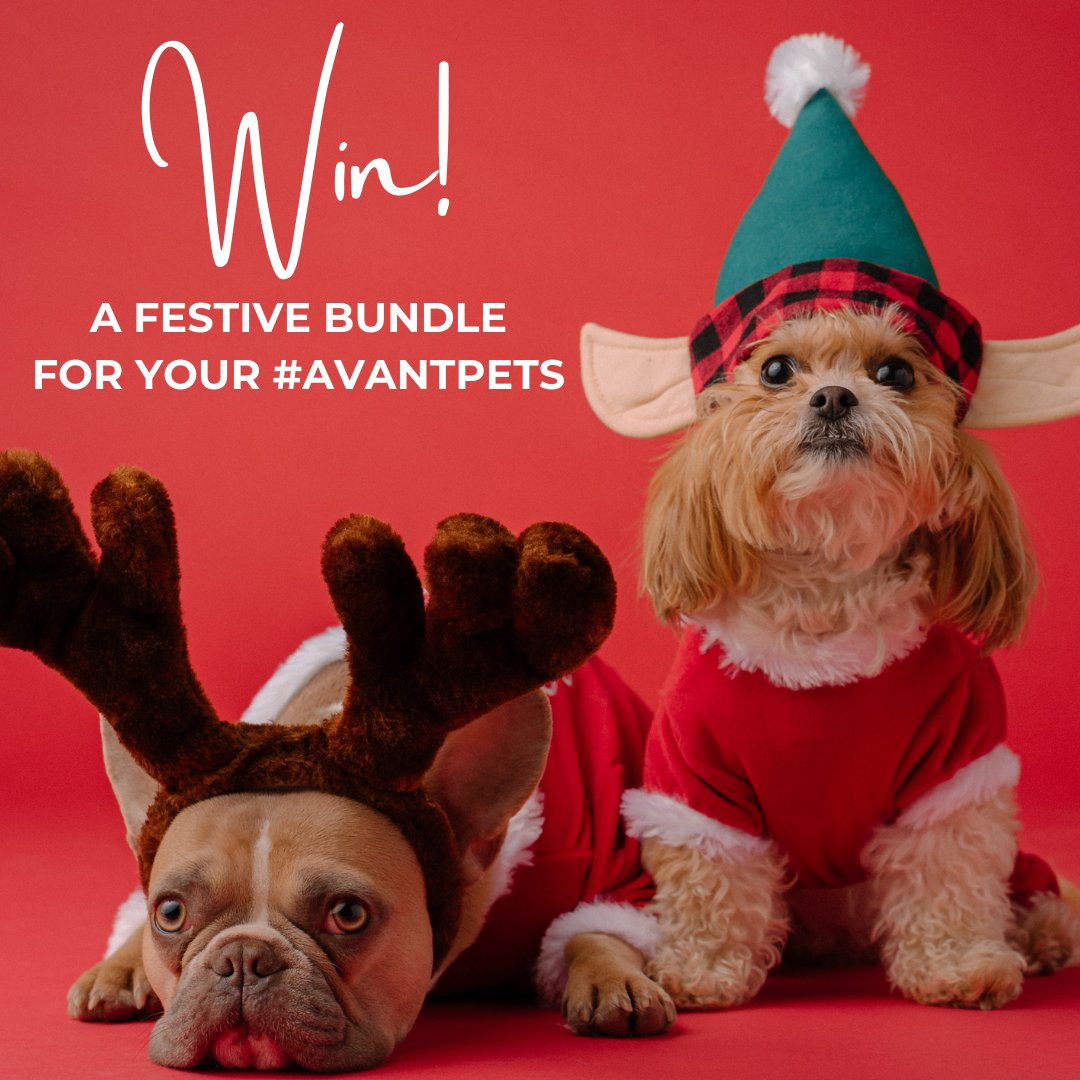 AvantHomes's tweet photo. [1/3] Okay doggies now let’s get in formation! 👯‍♀️🐶

We want to see the fluffiest, sassiest, and merriest mascots in the UK for our annual festive #AvantPets competition. 😻🐰

Tag @AvantHomes in your festive pet pics and use #AvantPets for your chance to win one of four prizes! https://t.co/XzI2ZnJhfy