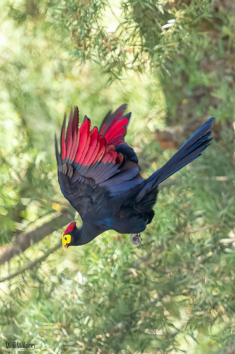 2wsphotography's tweet photo. A diving Ross’s Turaco! Photographed in my garden at Nyarutarama, #kigali #Rwanda #RwOT #RwandaBirds #BirdsSeenIn2021 #birdwatching #birdphotography #NaturePhotography #TwitterNatureCommunity #ThePhotoHour #BBCWildlifePOTD https://t.co/7j6G2UxzWQ