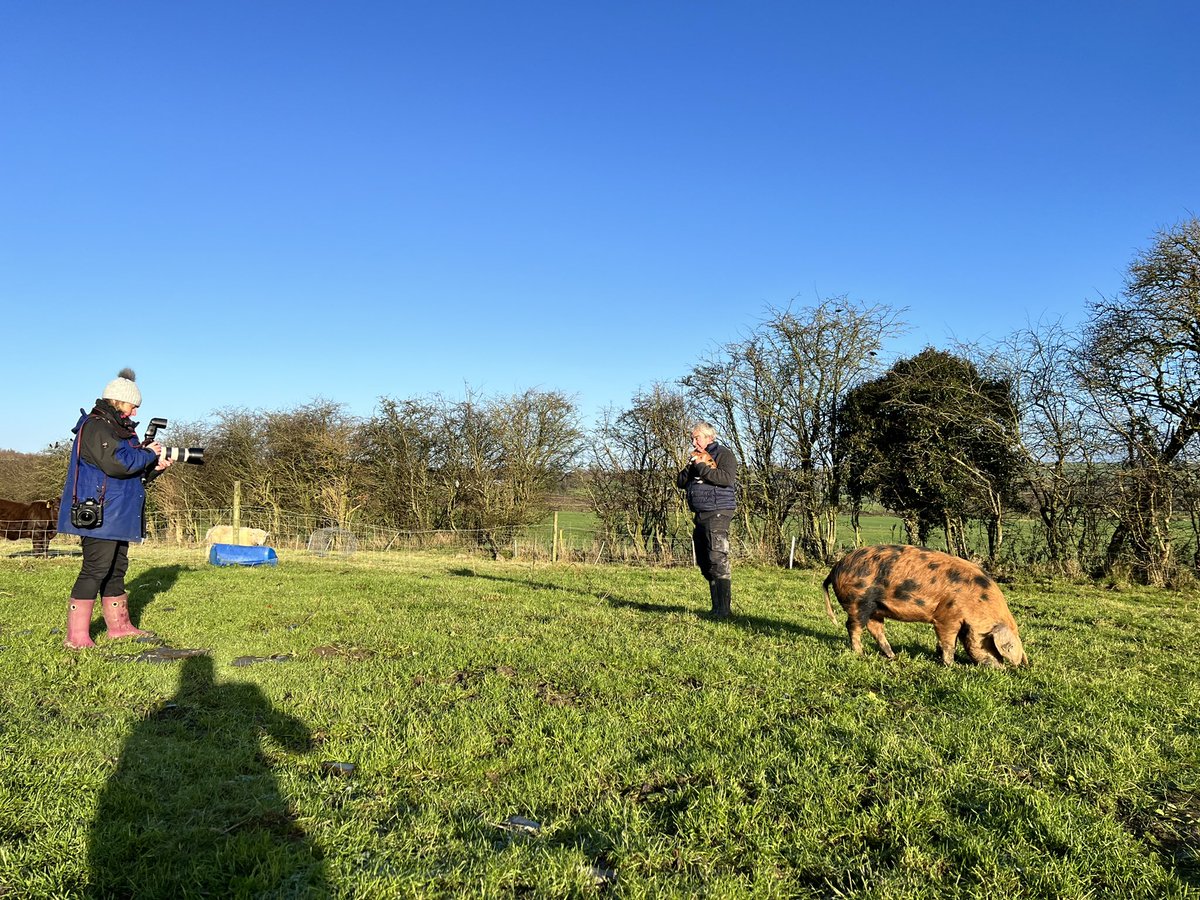 What a morning on <a href="/winetavernfarm/">winetavernfarm</a> getting some pics for #SustainingIreland in the <a href="/farmersjournal/">Irish Farmers Journal</a> 🐖