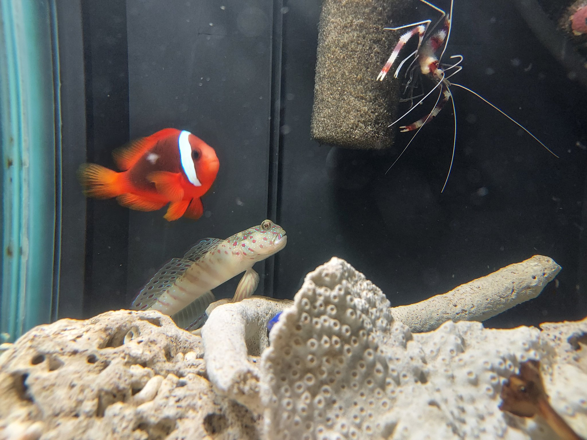 長谷川俊秀 海水魚も少しいます クマノミ コバルトスズメ オトヒメエビ イソギンチャク 小型水槽 アクアリウム ニモ 海水魚飼育 コブヒトデ アミメハギ 浜松市 T Co Fjxpxrjt6i Twitter