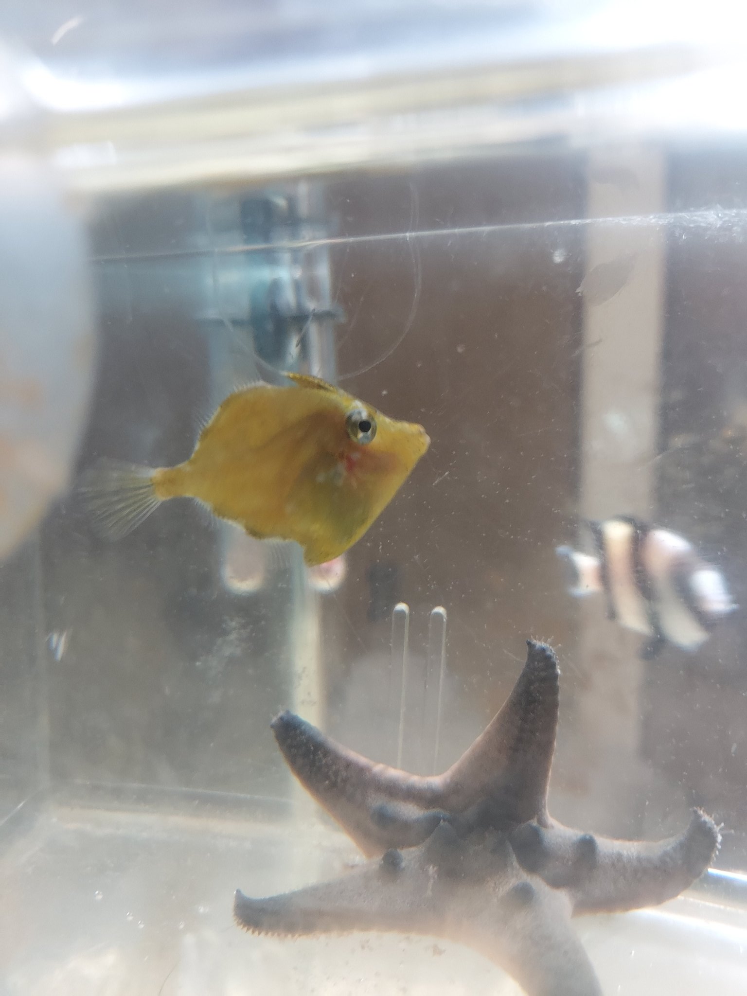 Twitter 上的 長谷川俊秀 海水魚も少しいます クマノミ コバルトスズメ オトヒメエビ イソギンチャク 小型水槽 アクアリウム ニモ 海水魚飼育 コブヒトデ アミメハギ 浜松市 T Co Fjxpxrjt6i Twitter
