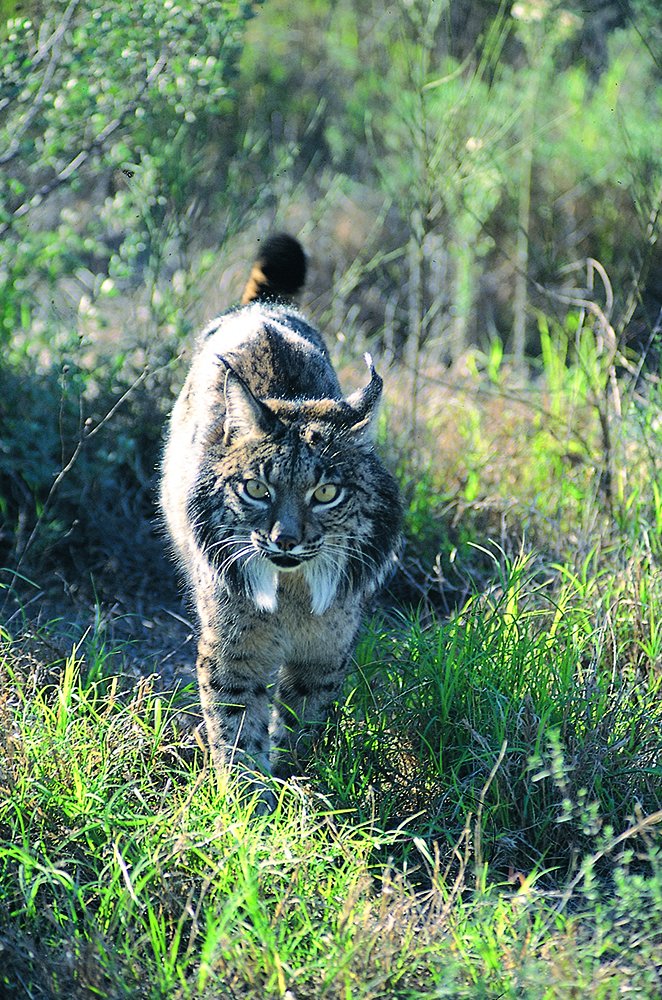 jaenturismo's tweet photo. Hoy con motivo del #DíaMundialDerechosAnimales queremos poner en valor a todos los animales que habitan en la provincia de #Jaén y reivindicar la importancia por conservar la biodiversidad animal de la región #JaénParaísoInterior #AJaénAlParaíso https://t.co/l6RB6sdMWk