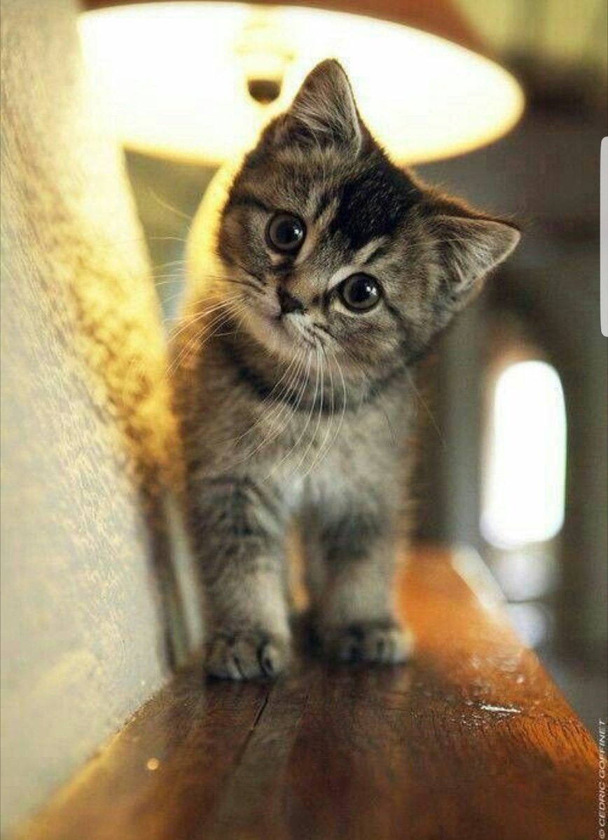 Guitariq's tweet photo. You Choose.

Exist

Survive

Become

The sum

Is more

Than one.

Hear

See

Listen

Be a

Curious

Kitten.

Observe

Analyse

Deduce

For life is

What you

Choose. https://t.co/f8V8KzZNmA