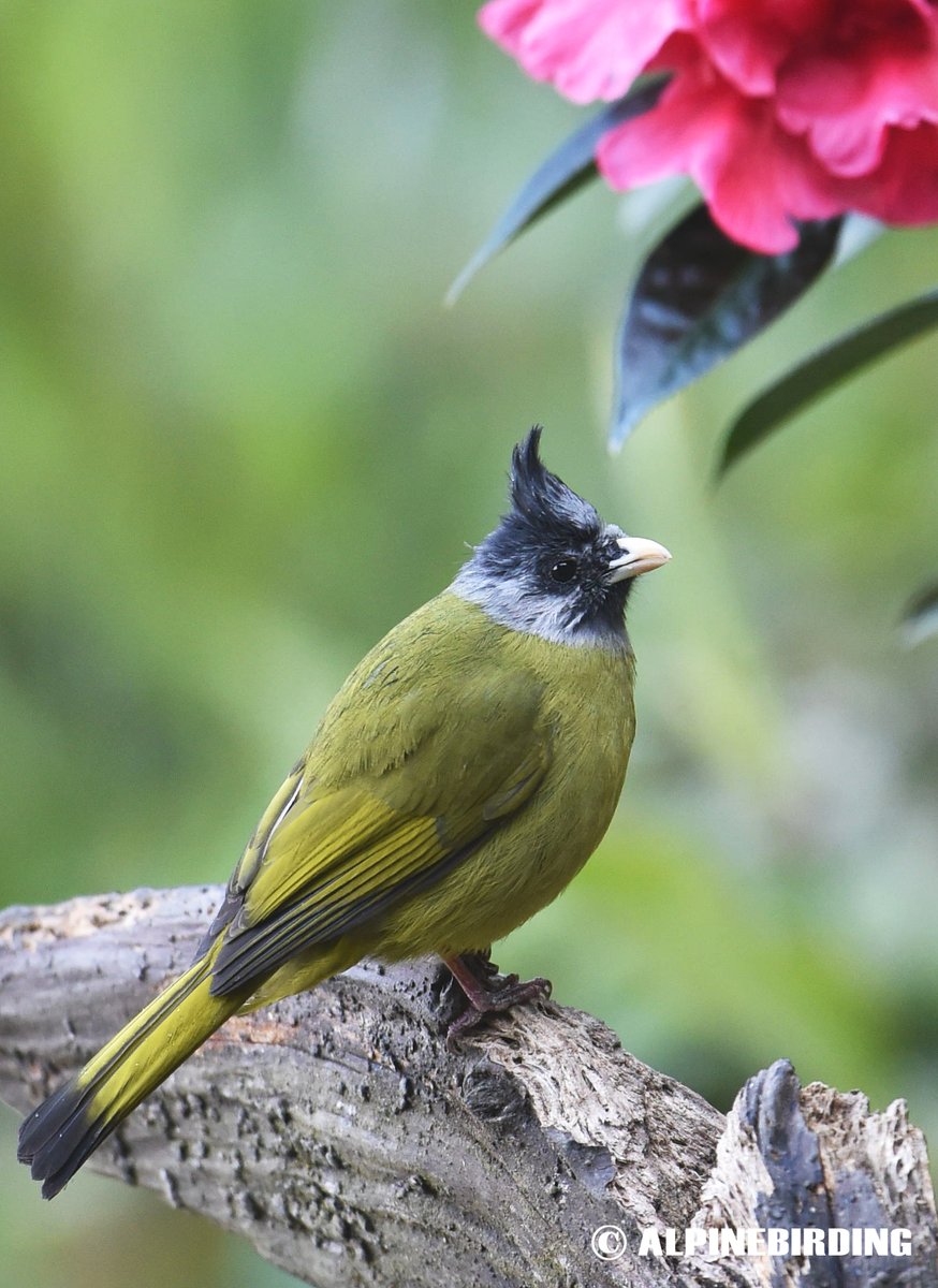 AlpinebirdingT's tweet image. Crested Finchbill (Spizixos canifrons)
Distinctive large olive-green bulbul with prominent crest. This photo was taken in Yunnan, China, in February 2019.#birding #BirdsofPray #birdwatching #birdphotography #birds #nature