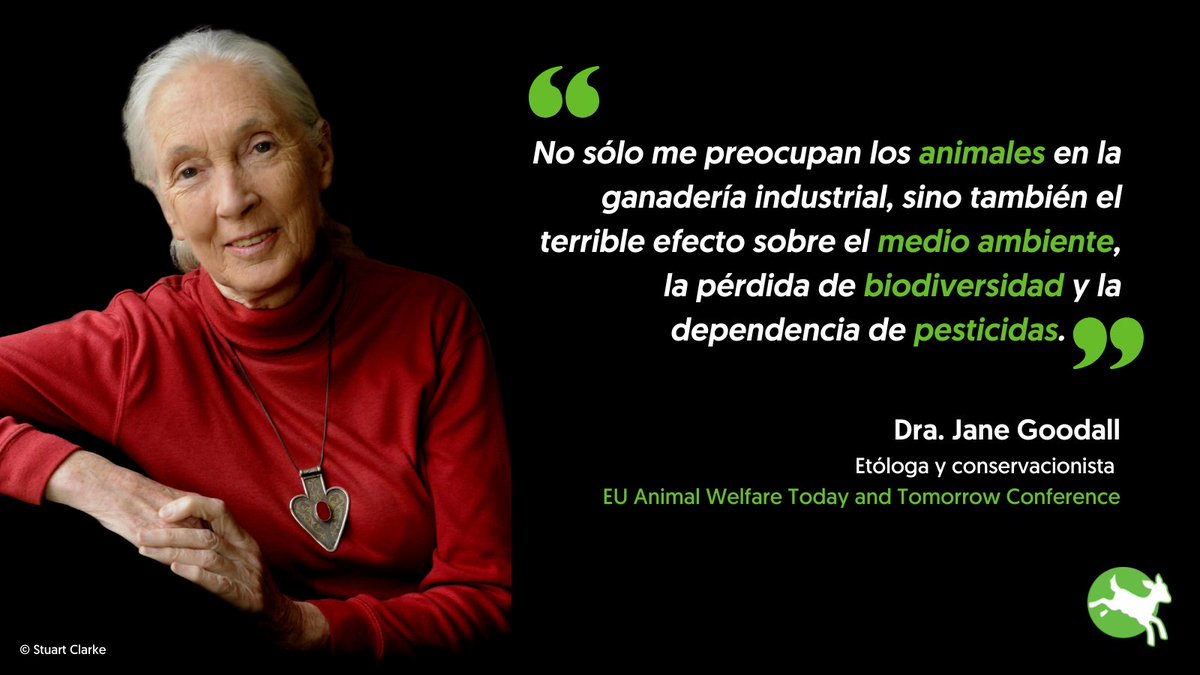 CIWF_ES's tweet photo. Fantástico escuchar ayer a nuestra patrona @JaneGoodallInst hablando en contra de la ganadería industrial en la conferencia de la @EU_Commission sobre bienestar animal. 👏👏

#TIME4AW #EU4AnimalWelfare https://t.co/wr52dszo02