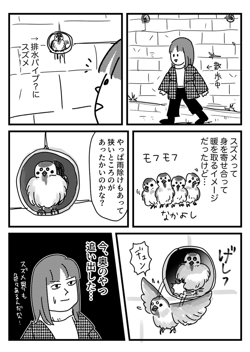 身を寄せ合わないスズメみた話
おまけはブログに→
https://t.co/nyrJIU3V0A 
チュンチュンと話し合えよ 