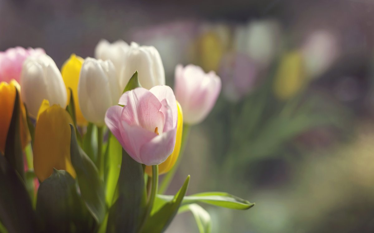 Весенние тюльпаны картинки красивые. Цветы тюльпаны. Весенние цветы тюльпаны. Тюльпаны обои.
