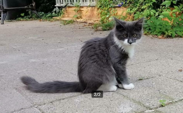 🔴 VERMIST: KAT DAFFY (chip)
poes, grijs/wit langharig
#LIEREN #GE Veldbrugweg
#DHver 7/11/21  facebook.com/DeHerenigingGe…