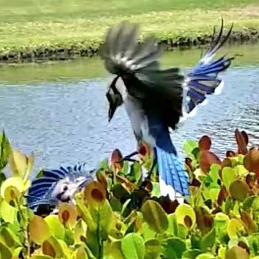 researchmrx's tweet photo. RT @bluejay_gracie: The time surrounding these pictures is detailed in my upcoming book. My books Gracie's Colorful World &amp; Gracie's Wild Adventures are available on Amazon, Barnes &amp; Noble &amp; wherever books are sold online #nature #NatureBeauty  #birdwatc… https://t.co/fAkDzQMkOy