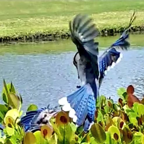 researchmrx's tweet photo. RT @bluejay_gracie: The time surrounding these pictures is detailed in my upcoming book. My books Gracie's Colorful World &amp; Gracie's Wild Adventures are available on Amazon, Barnes &amp; Noble &amp; wherever books are sold online #nature #NatureBeauty  #birdwatc… https://t.co/fAkDzQMkOy