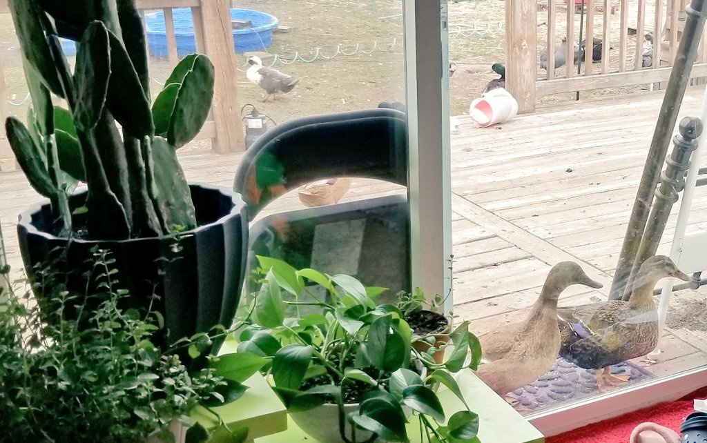 Anyone? Just me with the ducks at the backdoor? #petducks #ducks #bettyjo